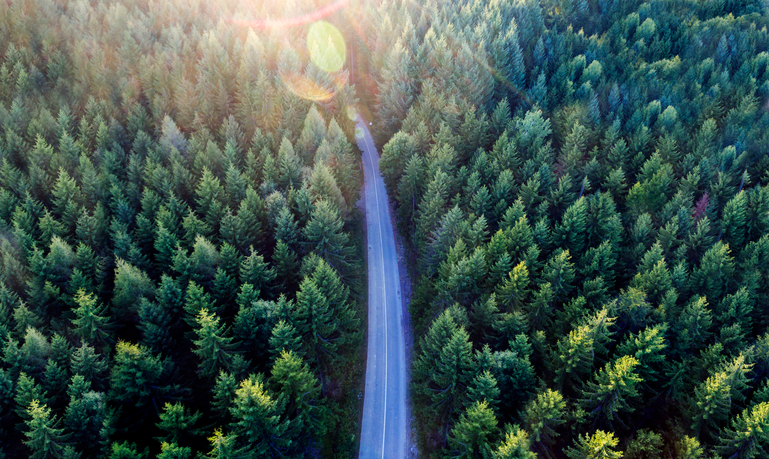 Top view of dark green forest landscape in winter.