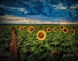 Sunflowers_20_1215_TS