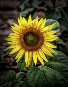 Sunflowers_20_1344_TS2_2