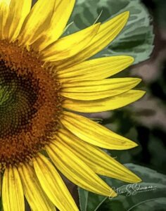 Sunflowers_20_1344_TS2_4