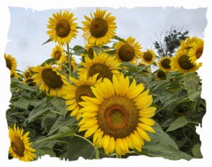 Sunflowers_21_2998_Rev1_SPE1