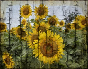 Sunflowers_21_2998_Rev1_SPE2