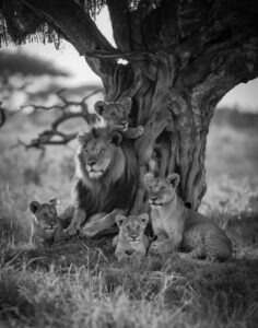 AI_Lions_2_BW