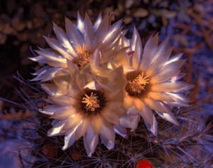 Abstract_2366_1_SPE2