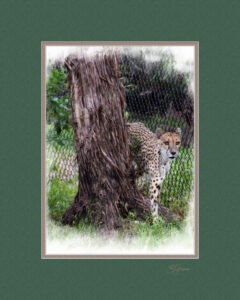 Matted Cheetah_16X20_11X14 Opening