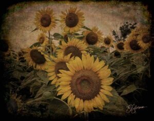 Sunflowers_21_2998